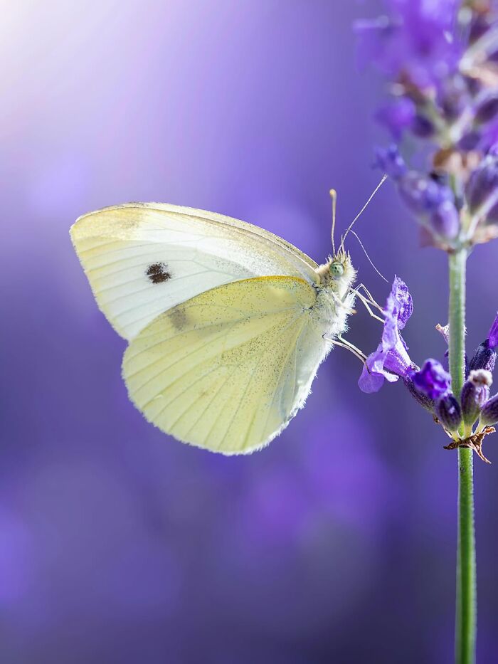 Photographyliss Macro Photo