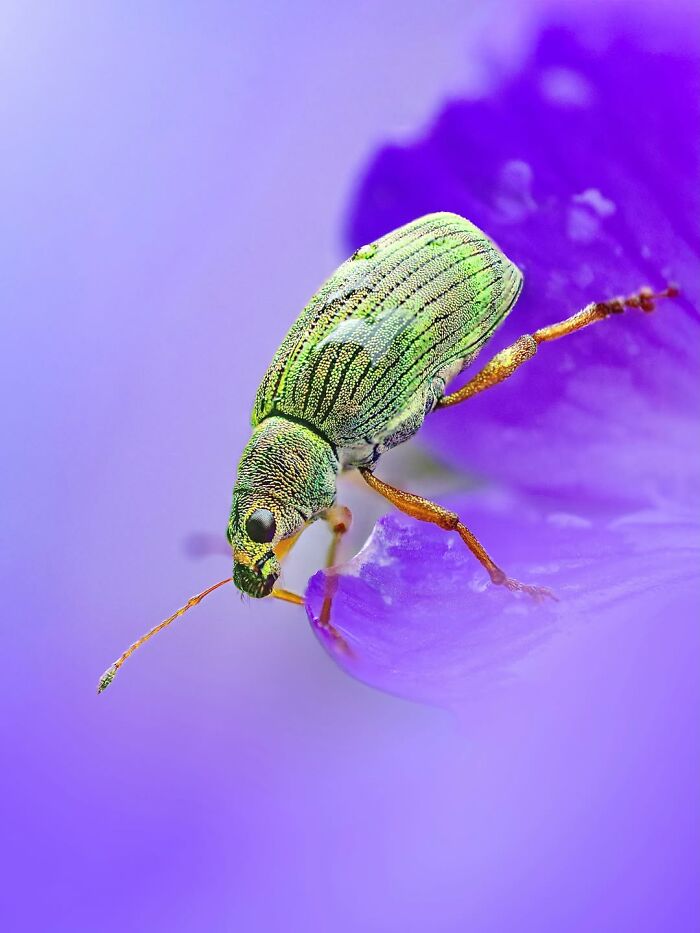 Photographyliss Macro Photo