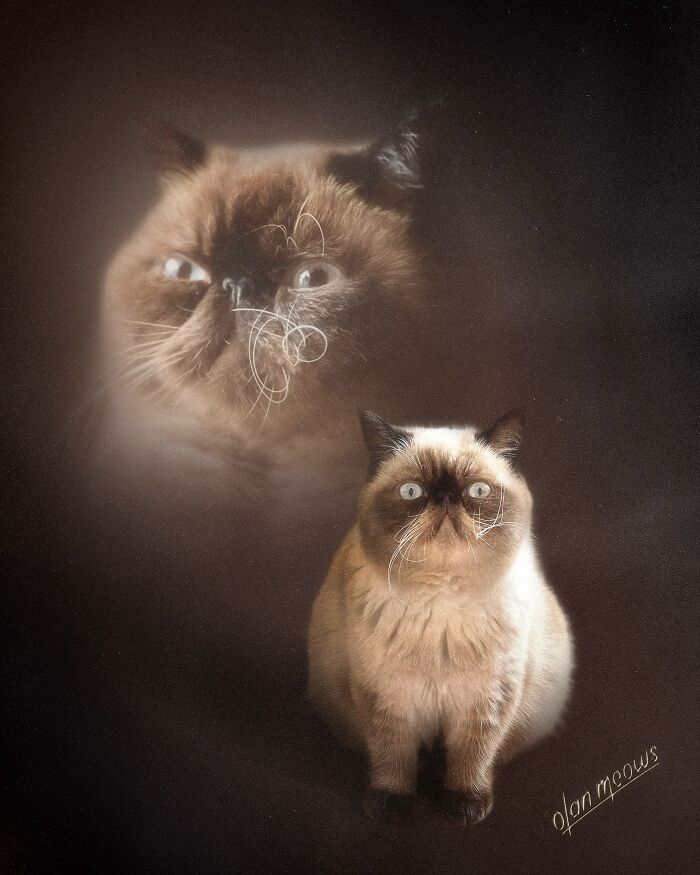 Hilarious 80s portrait of a grumpy exotic shorthair cat with an over-the-top, dramatic expression.