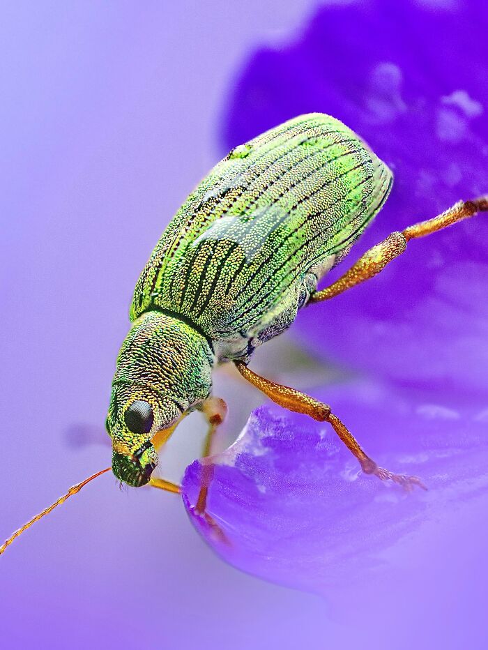 Photographyliss Macro Photo