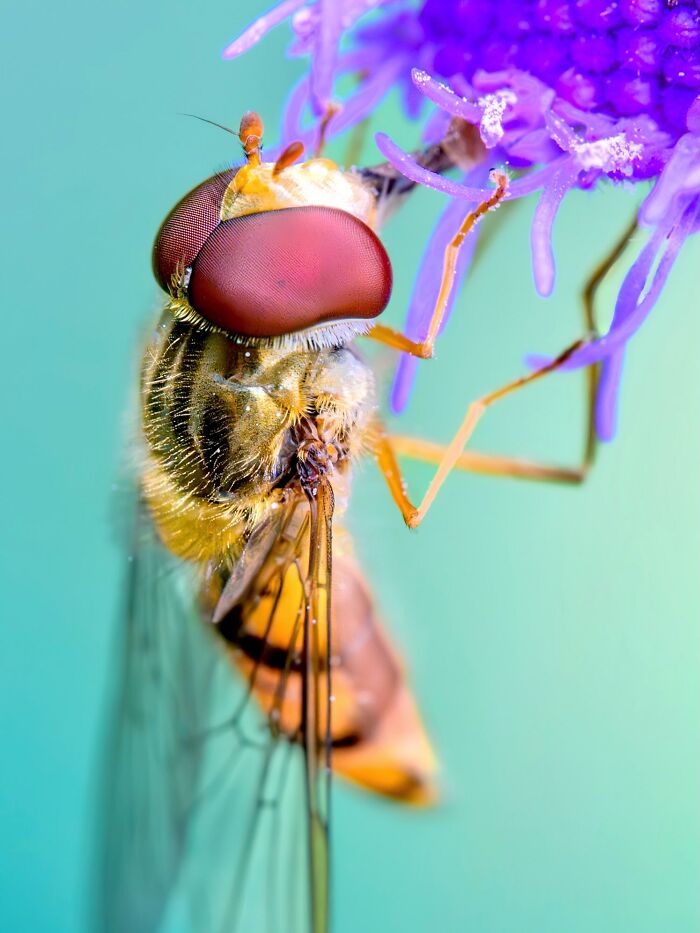 Photographyliss Macro Photo