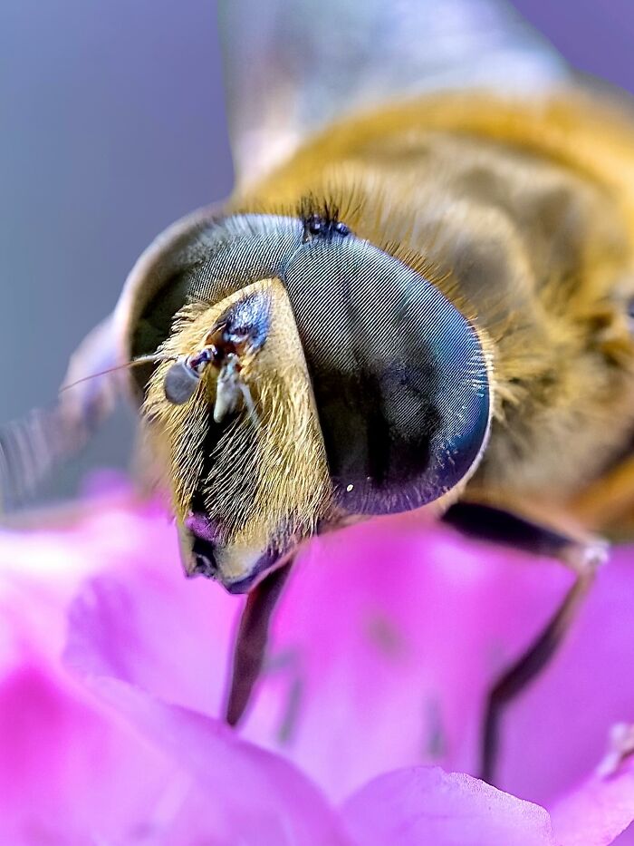 Photographyliss Macro Photo