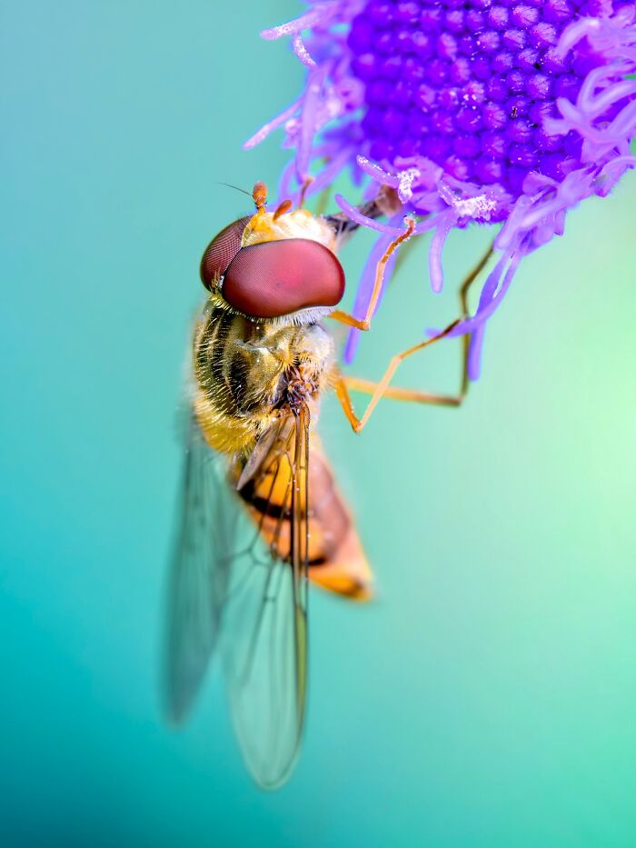 Photographyliss Macro Photo