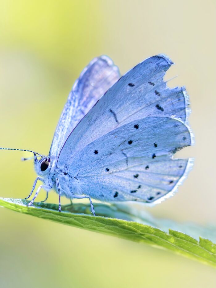 Photographyliss Macro Photo