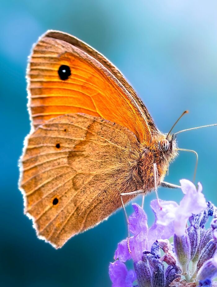 Photographyliss Macro Photo
