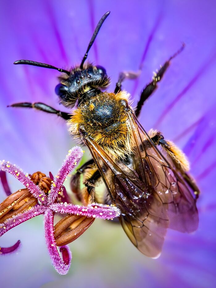 Photographyliss Macro Photo