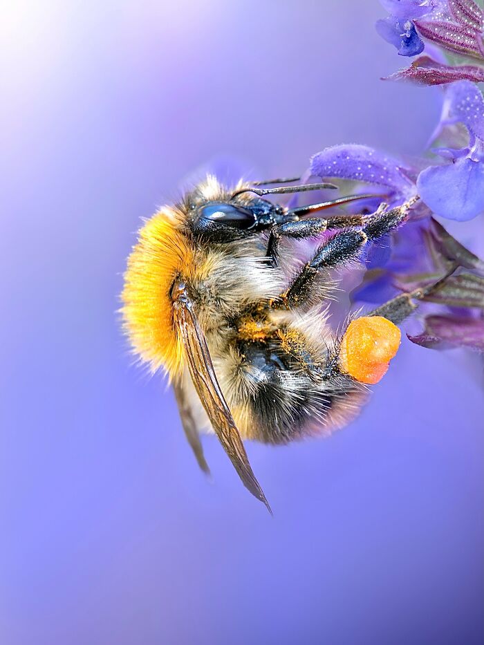 Photographyliss Macro Photo