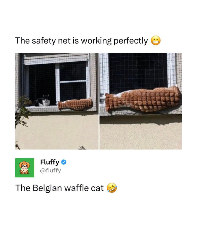 A wholesome animal meme showing a cat flattened against a window screen, resembling a waffle.