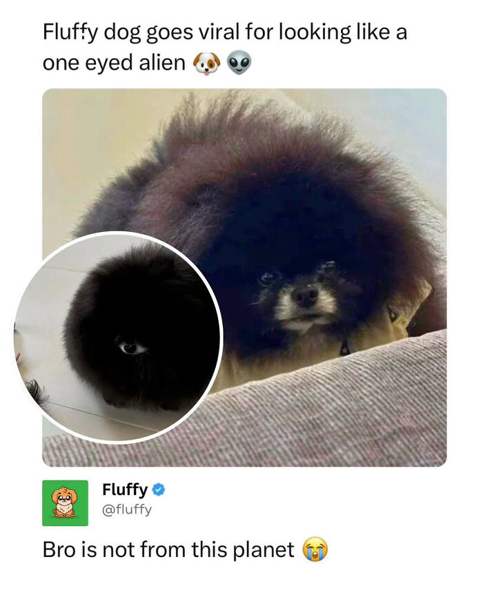 A fluffy black dog resembling a one-eyed alien, a wholesome animal meme.