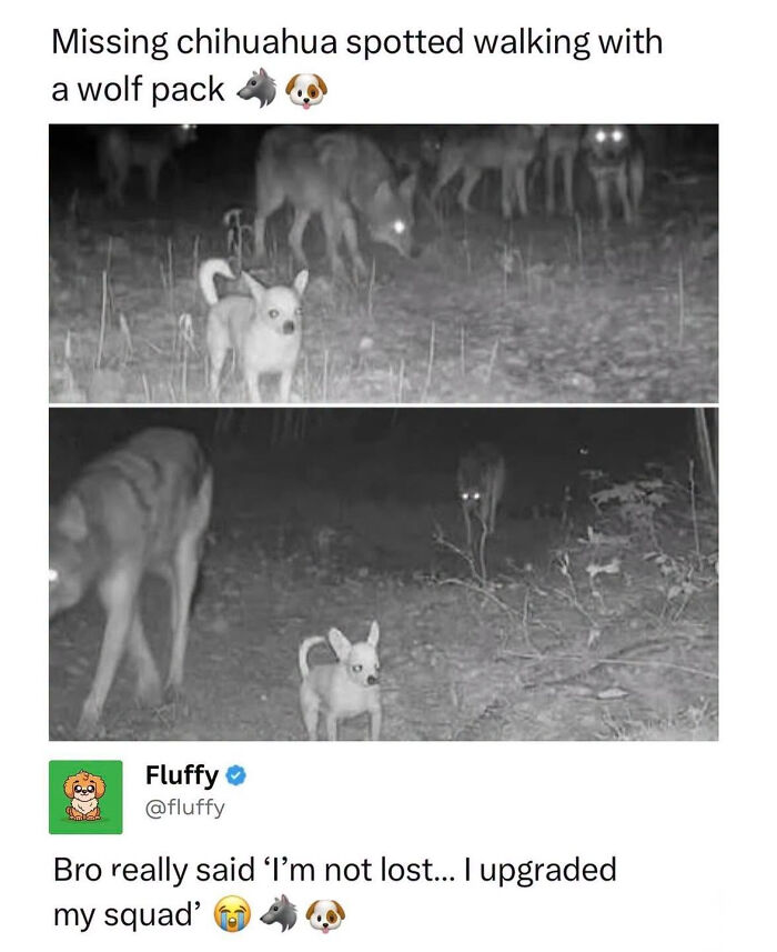 A small chihuahua walking with a pack of wolves at night, a wholesome animal meme.