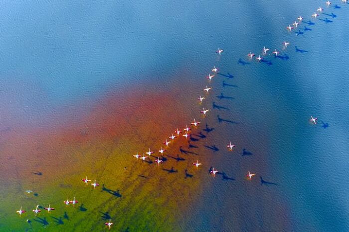 Murat Bakmaz captures the beauty of everyday life, showing a flock of flamingos flying over a colorful body of water.