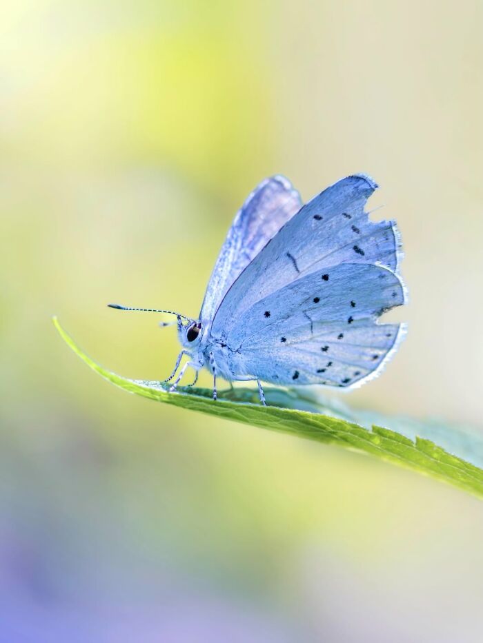 Photographyliss Macro Photo