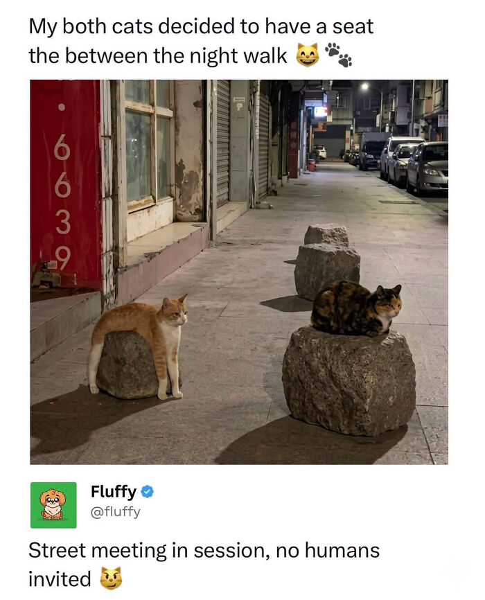 Two cats sitting on rocks on a sidewalk at night, a wholesome animal meme.