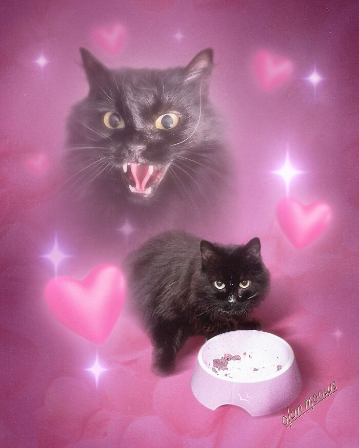 A black cat with a food bowl and a fierce ghostly cat in an 80s portrait treatment. These pet portraits are hilarious.