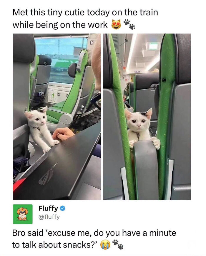 A tiny, cute white kitten with black spots peeking out from a train seat, perfect for wholesome animal memes.