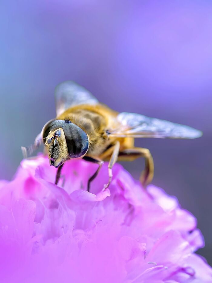 Photographyliss Macro Photo