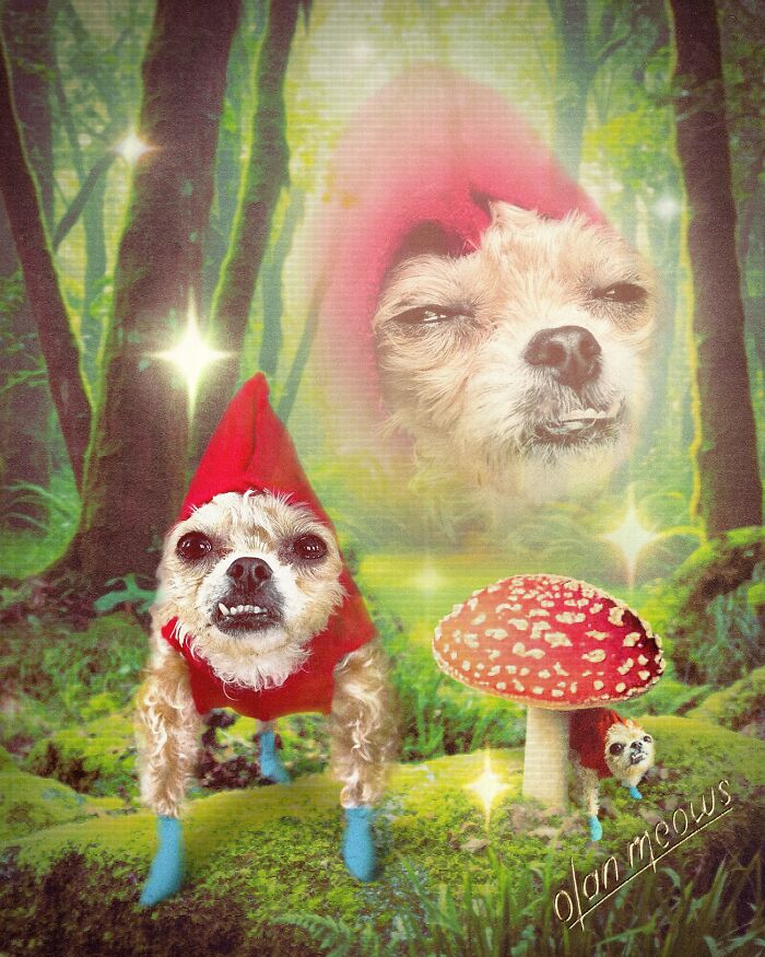 Hilarious 80s portrait of a pet dog dressed as a gnome in a magical forest, with a ghostly dog image.