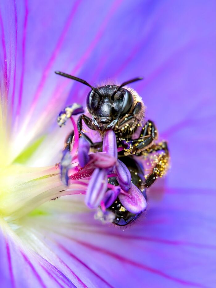 Photographyliss Macro Photo