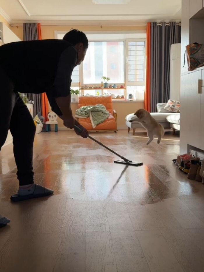 A person mopping a wooden floor, with a golden Cat-Memes jumping in the background, avoiding the wet floor.