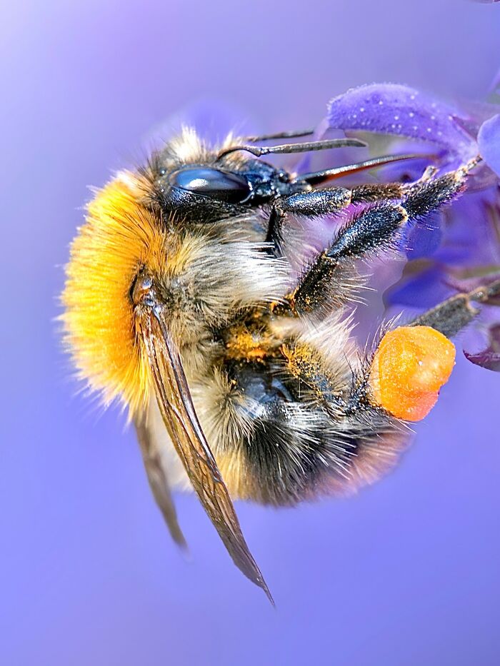 Photographyliss Macro Photo