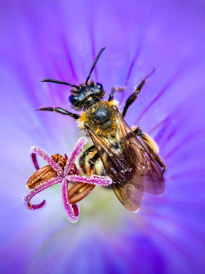 Photographyliss Macro Photo