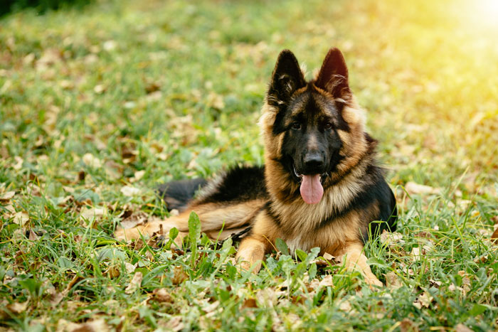 A beautiful German Shepherd, a senior dog, lying on grass with autumn leaves, looking at the camera. A beautiful German Shepherd, a senior dog, lying on grass with autumn leaves, looking at the camera.