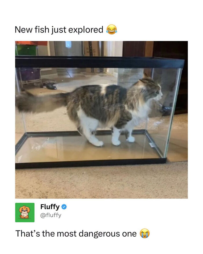A wholesome animal meme of a fluffy cat exploring a large empty fish tank, captioned New fish just explored.