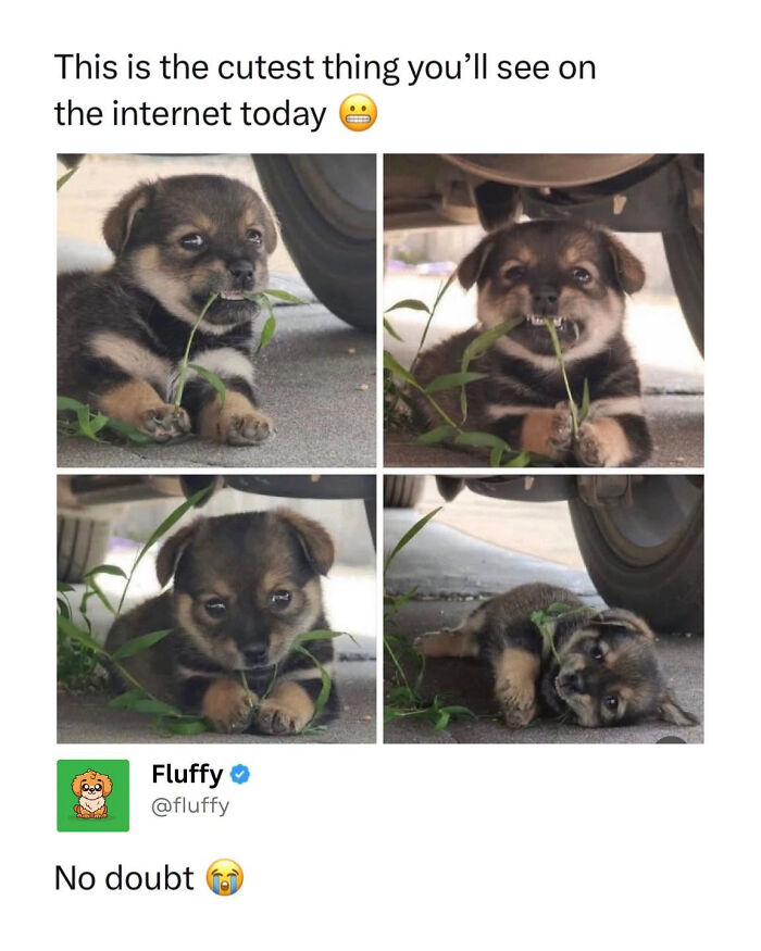 Four panels of a wholesome animal meme showing a cute puppy playfully eating grass and then tired.