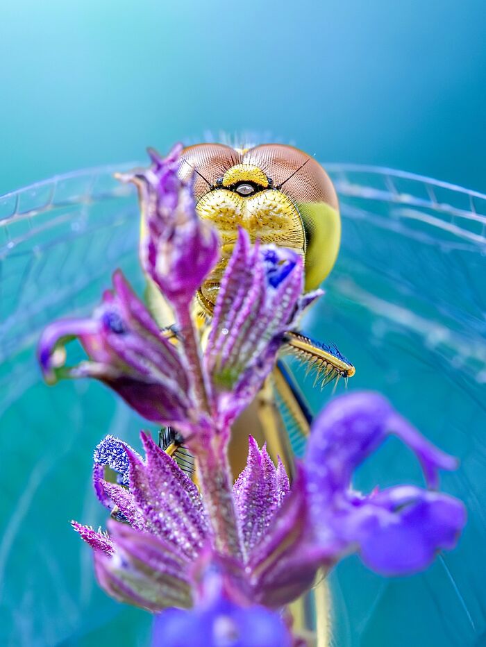 Photographyliss Macro Photo
