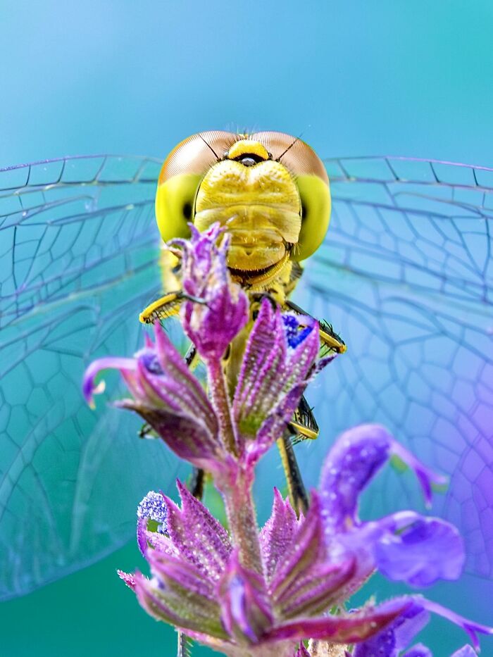 Photographyliss Macro Photo