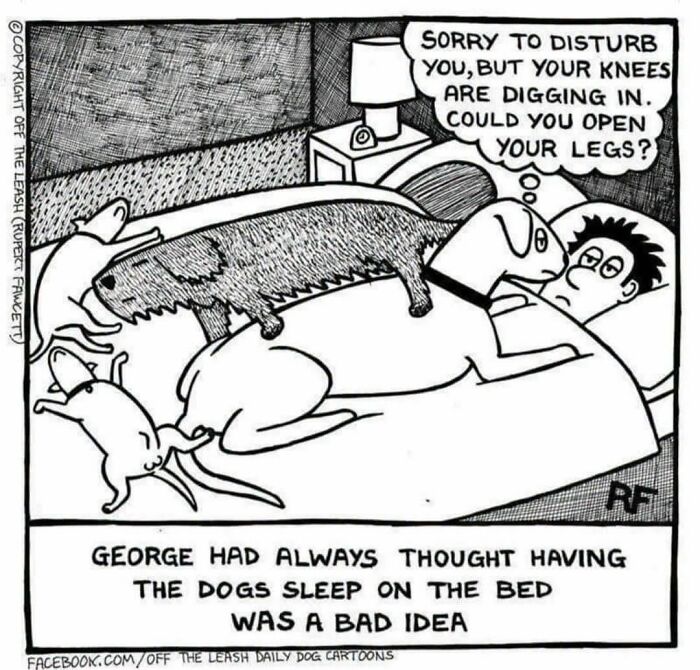Off The Leash comics depicting a man in bed surrounded by dogs, capturing the reality of life with dogs sleeping on the bed.