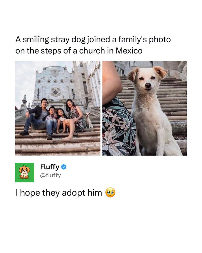 A stray dog smiling next to a family on church steps, wishing for adoption. A wholesome animal meme.