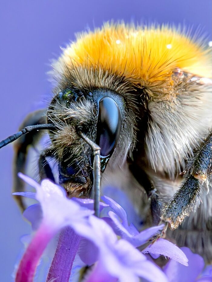 Photographyliss Macro Photo