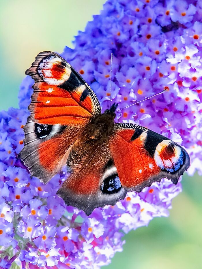 Photographyliss Macro Photo