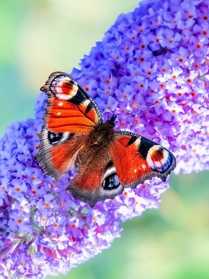 Photographyliss Macro Photo
