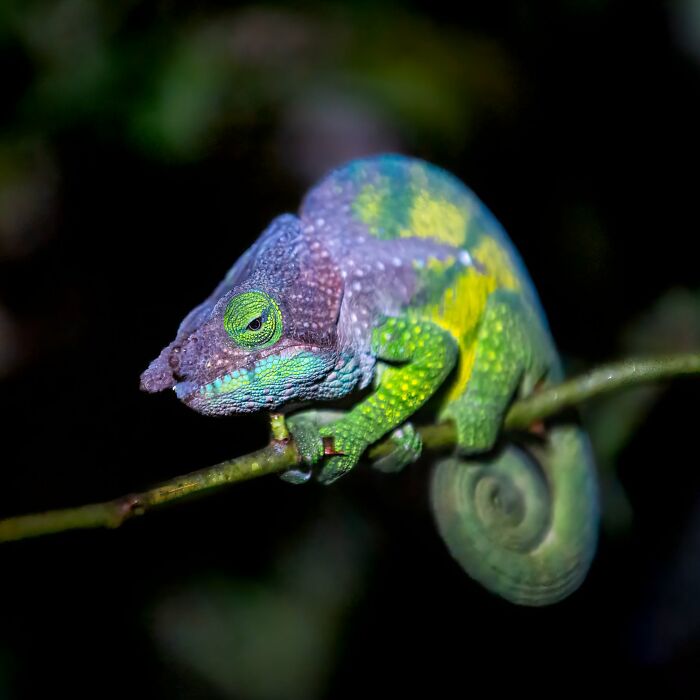 40 Amazing Animal Photos That Prove Nature And Pets Never Run Out Of Surprises