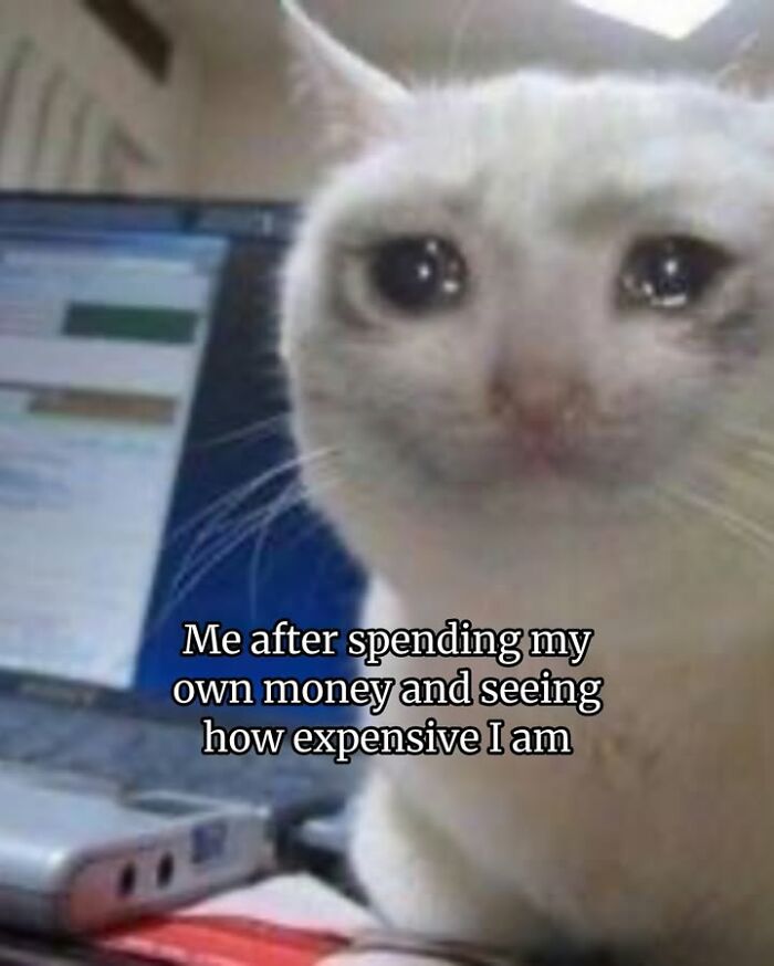A cat meme featuring a white cat with tears in its eyes. The cat memes highlight life with a tiny four-legged menace.