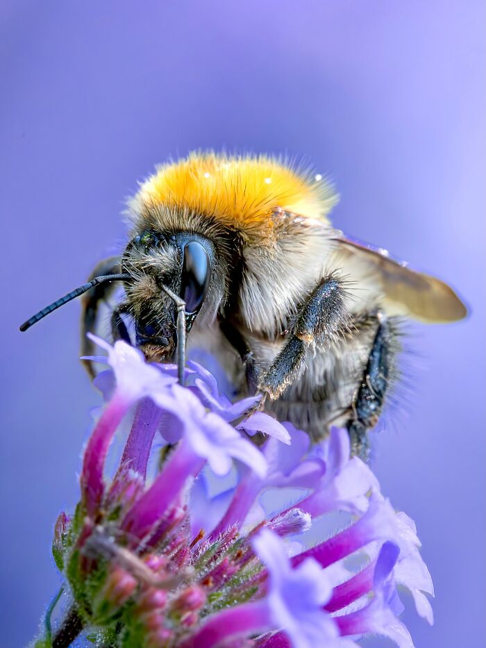 Photographyliss Macro Photo