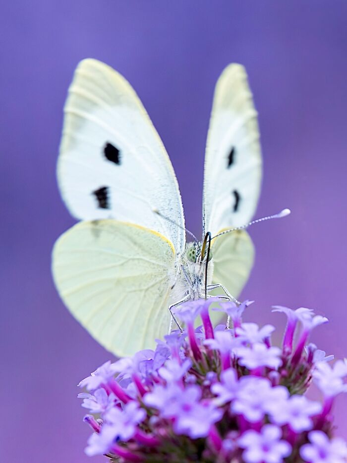 Photographyliss Macro Photo