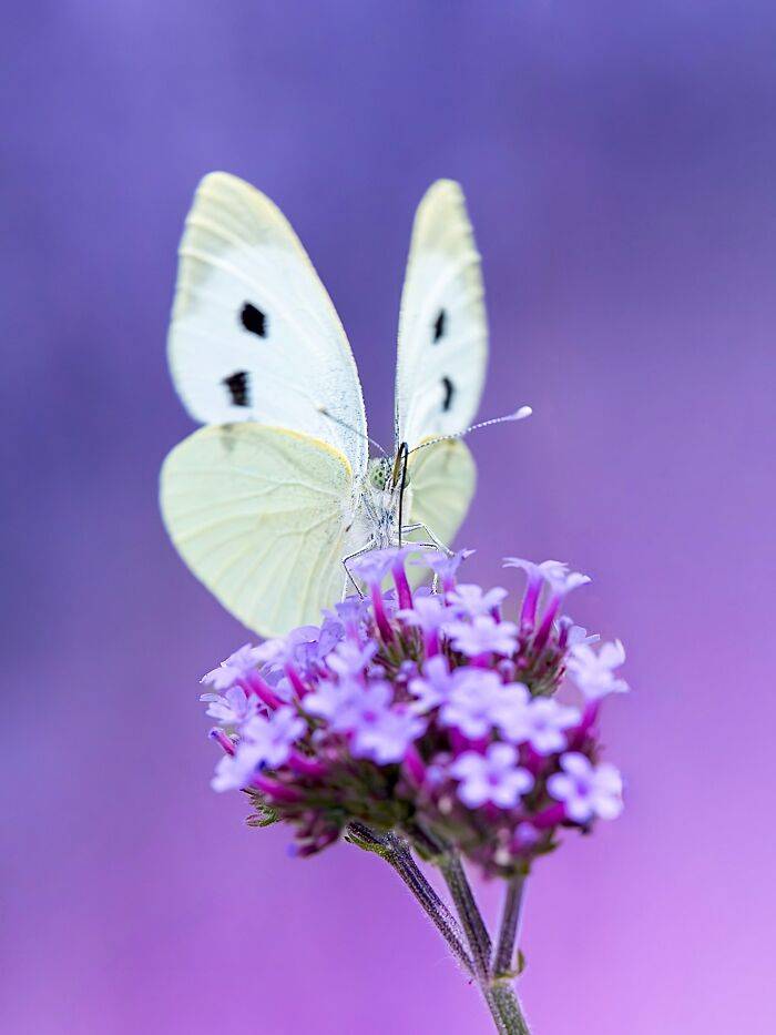 Photographyliss Macro Photo