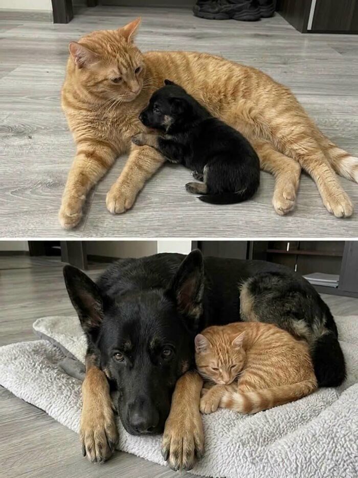 A funny animal encounter showing an orange cat cuddling a small black puppy, and a black dog cuddling an orange cat.