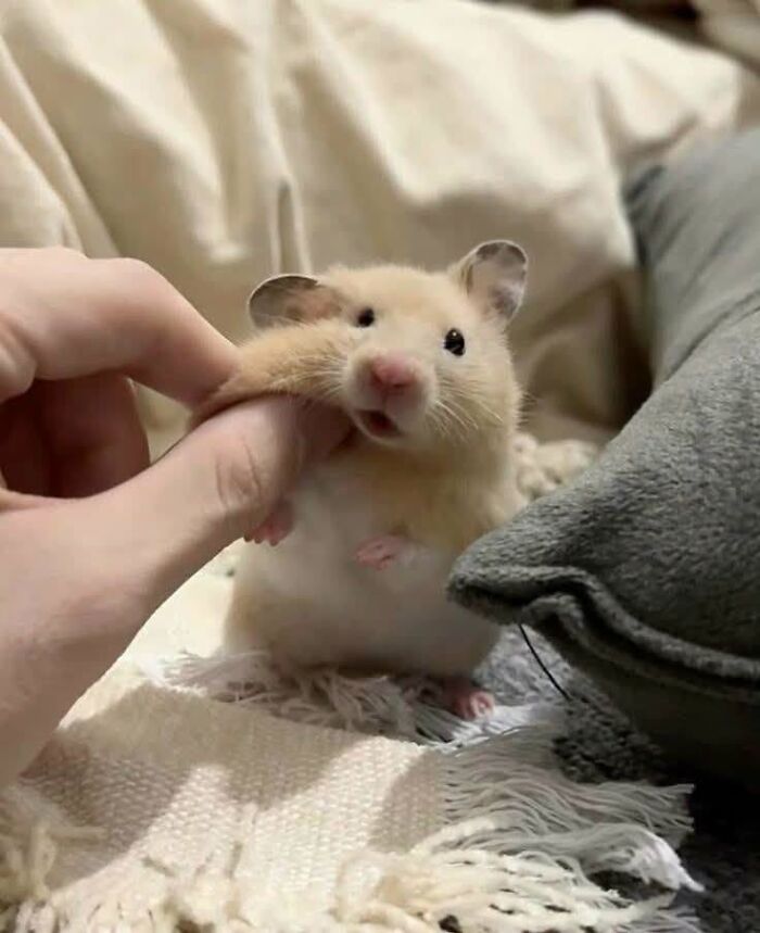 A person gently holds a surprised-looking hamster, an image of funny animal encounters.