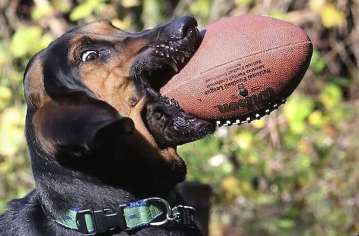 50 Perfectly Timed Animal Photos From This Online Collection That Are Almost Too Good To Be True