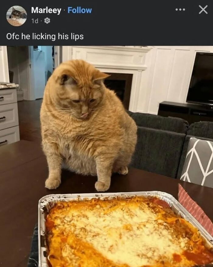 An orange cat licking its lips, looking at a pan of lasagna, a funny cat meme about life with a tiny four-legged menace.
