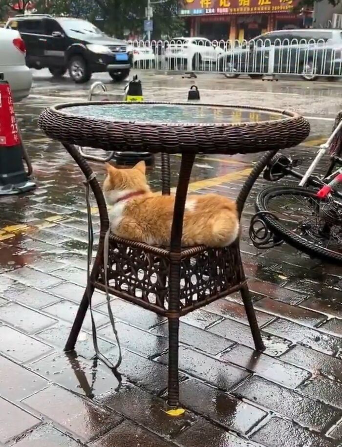 An orange and white cat sits on a chair's lower shelf under a table in the rain, a funny animal encounter.