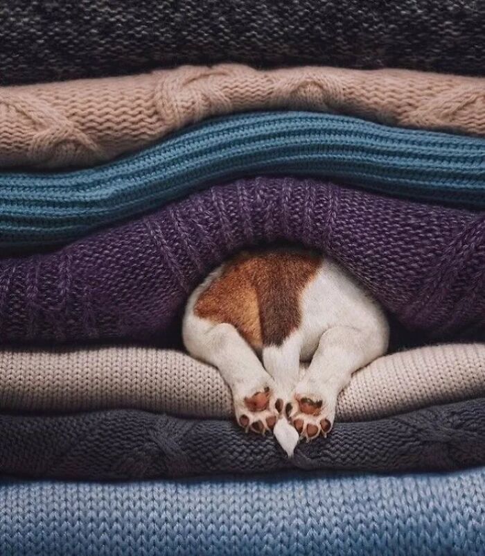 Absurd dog images: A dog's rear and paws peeking out from a stack of colorful knitted sweaters.