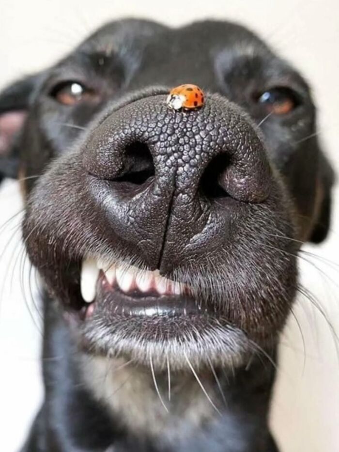 Artistic dog images: A close-up of a black dog's nose with a ladybug on it, showing a wide, toothy grin.