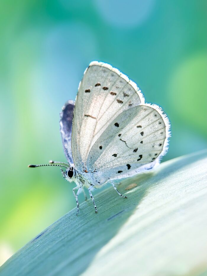 Photographyliss Macro Photo