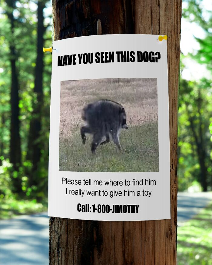 A lost dog poster for a dog that looks like a raccoon, asking to find him to give him a toy.