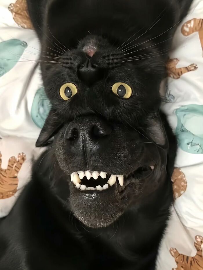Absurd dog images: A black cat with big yellow eyes lying upside down, its head seemingly replaced by a dog's snout.